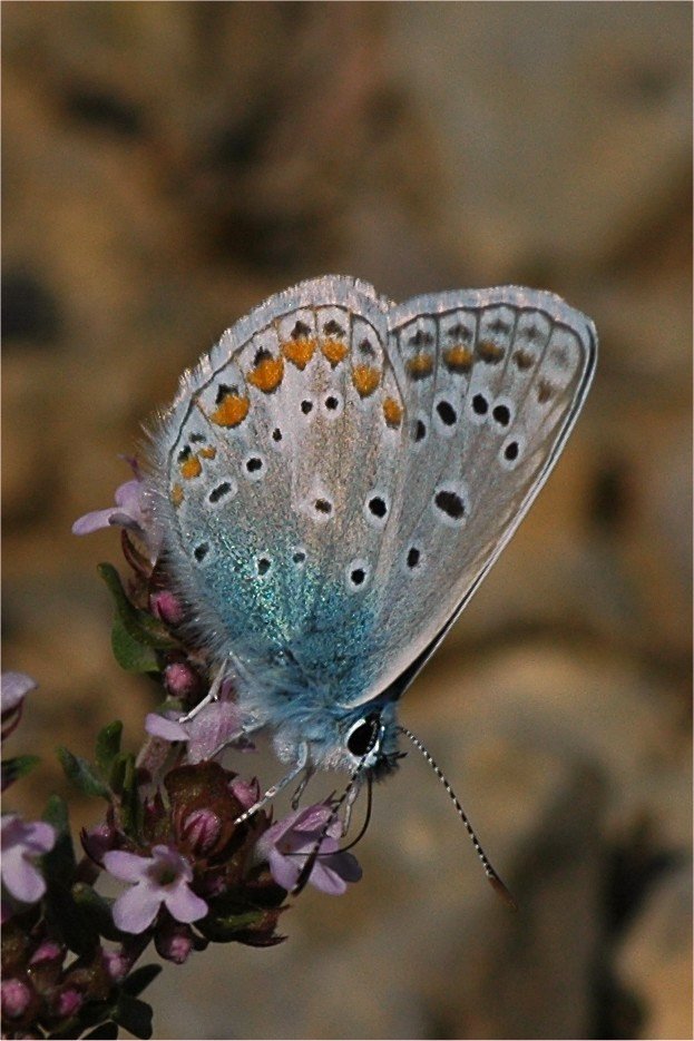 Mariposa del martes, 02 de mayo de 2006